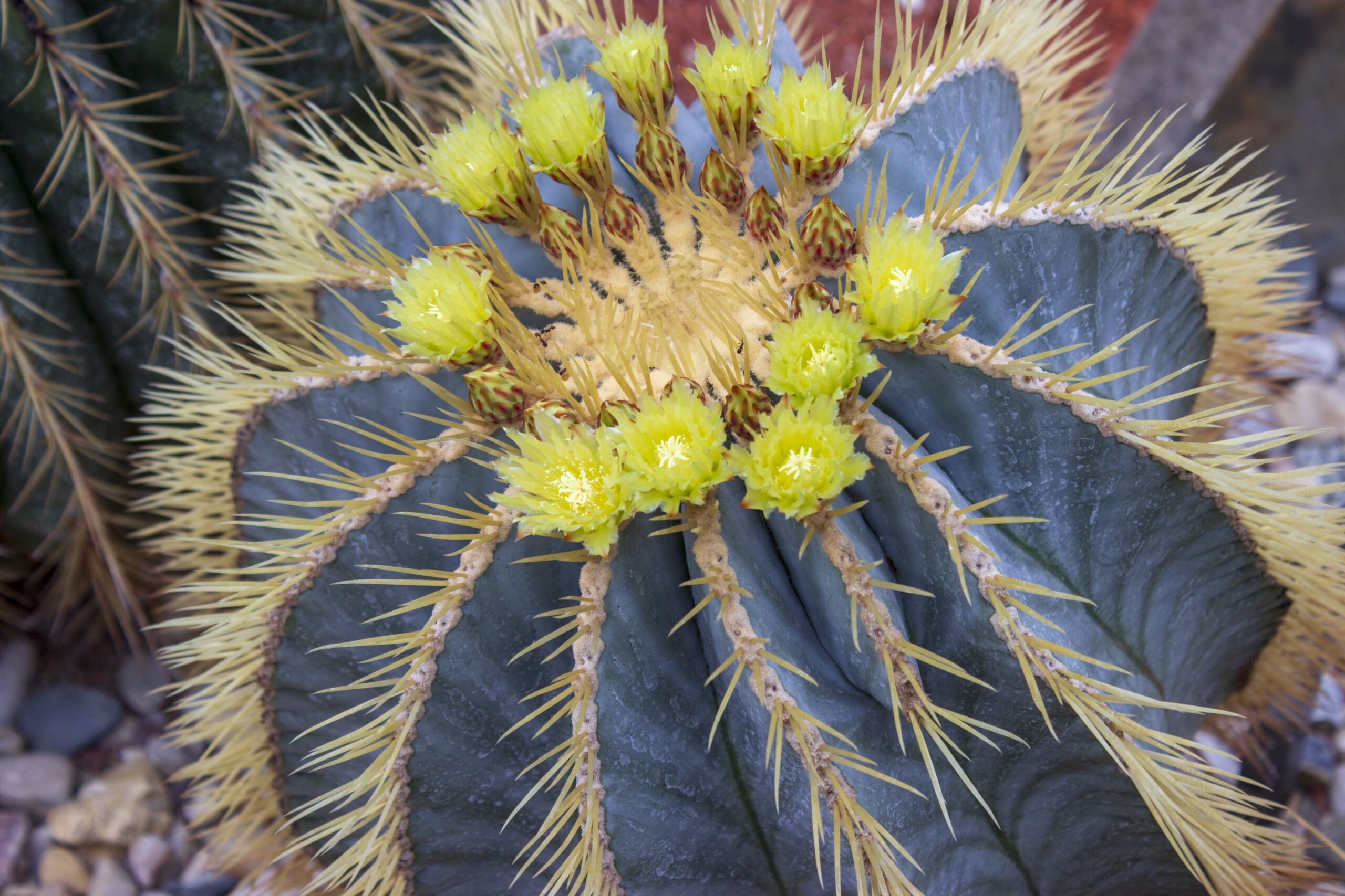 cactussen verzorging buitenleven magazine