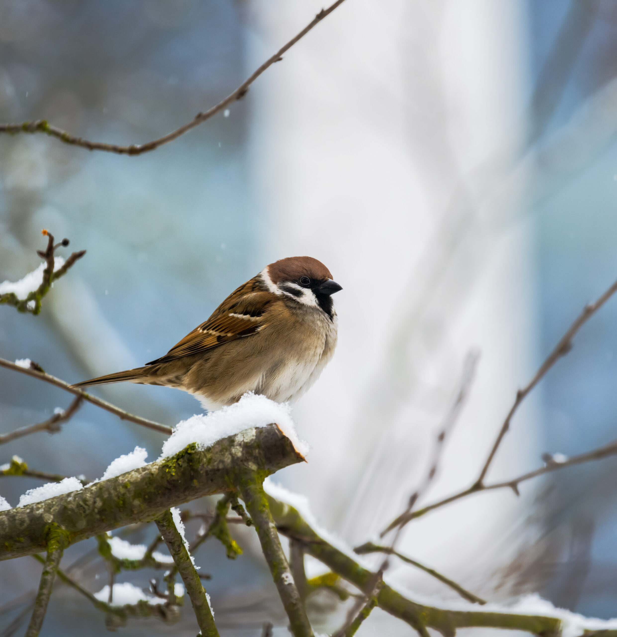 tuintips januari