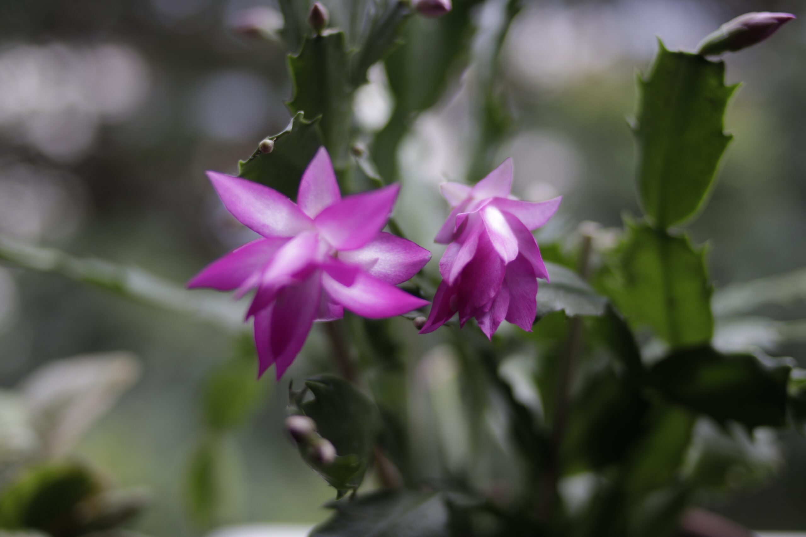 cactusvarianten buitenleven magazine