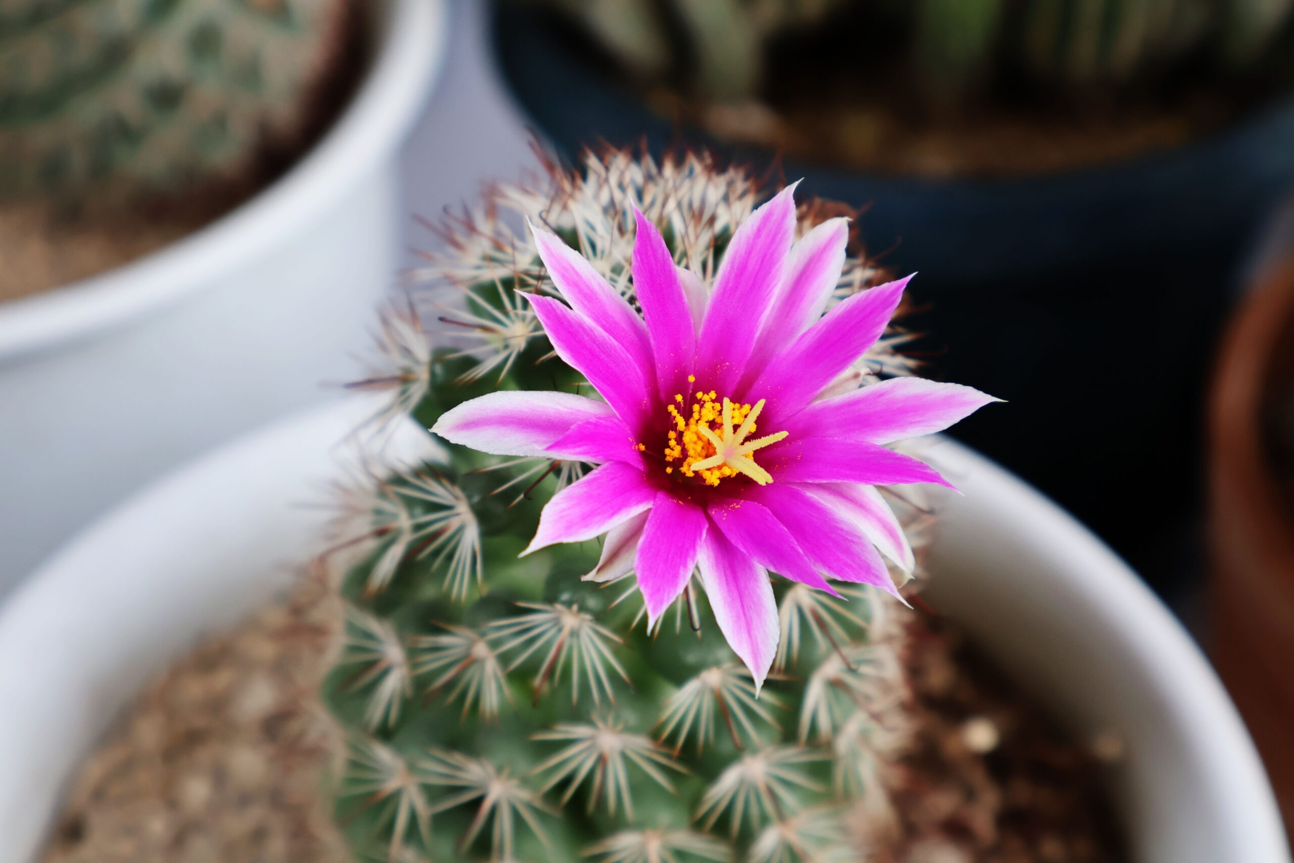 cactusvarianten buitenleven magazine