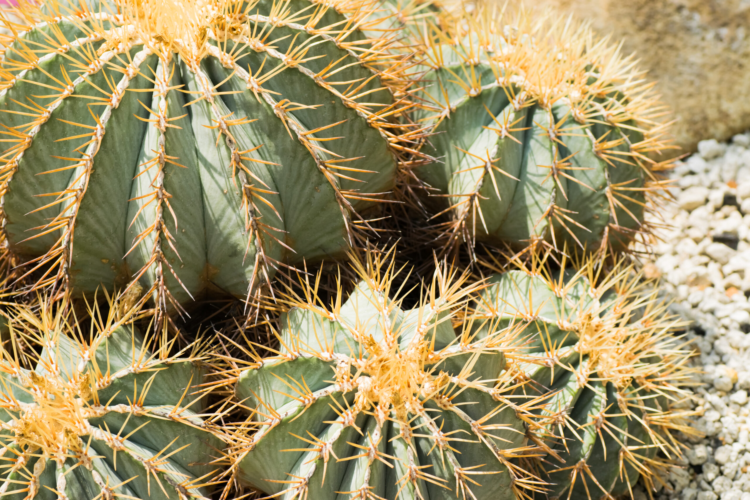 Ferocactus glaucescens