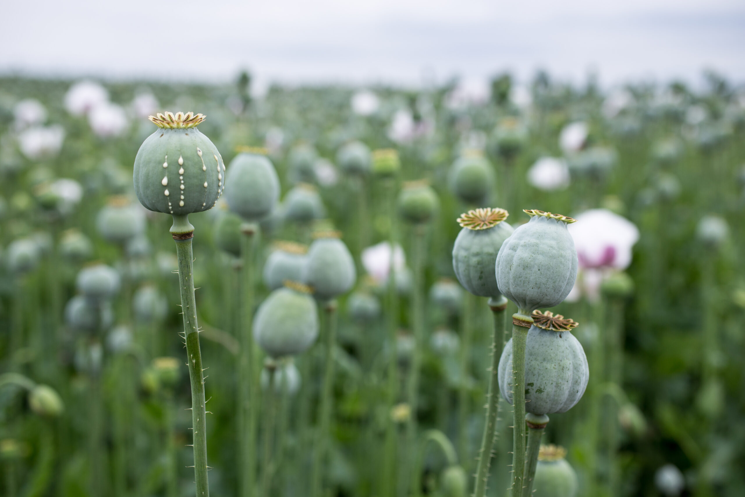 papaver combineren buitenleven magazine