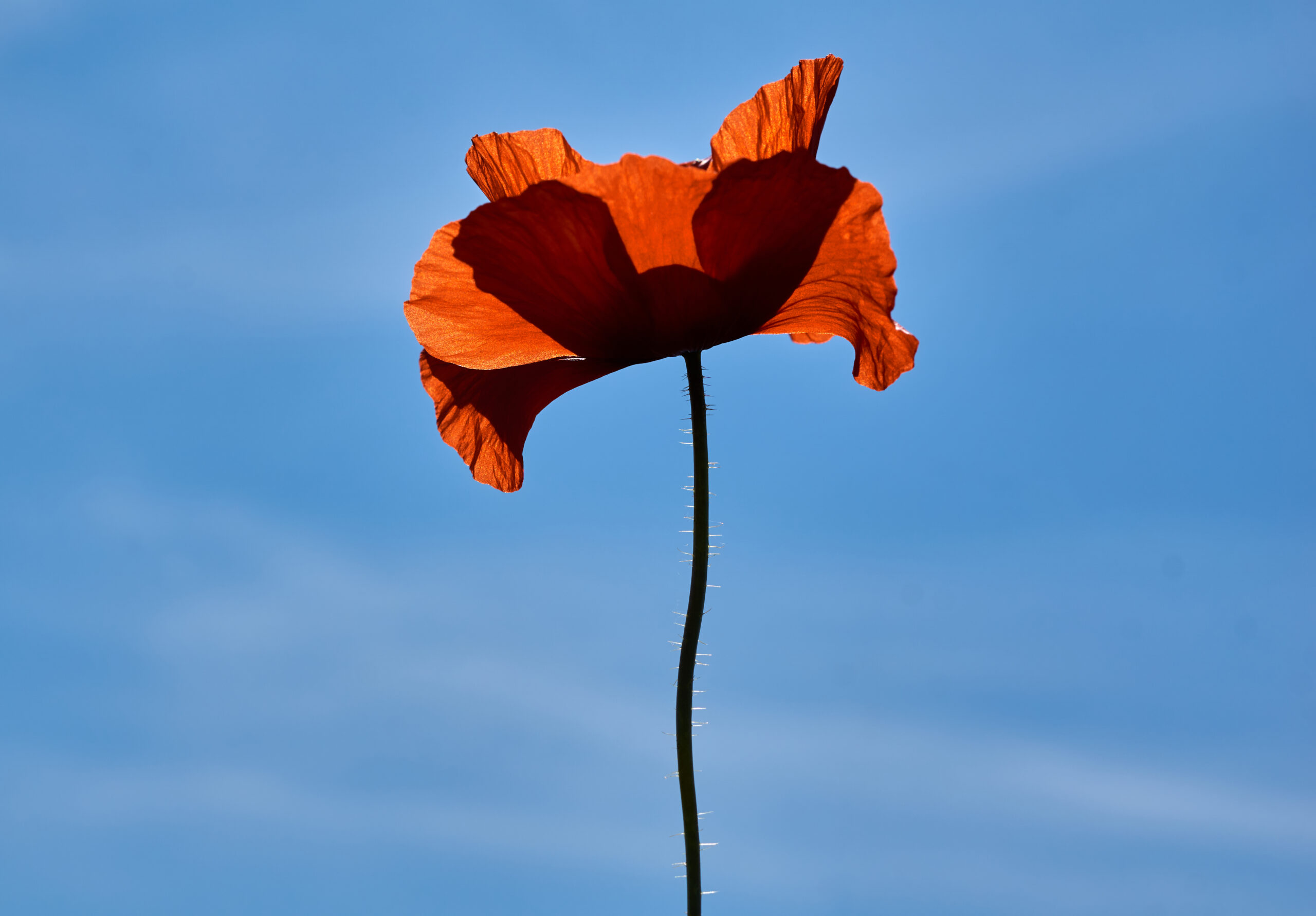 top 5 mooiste soorten papaver buitenleven magazine