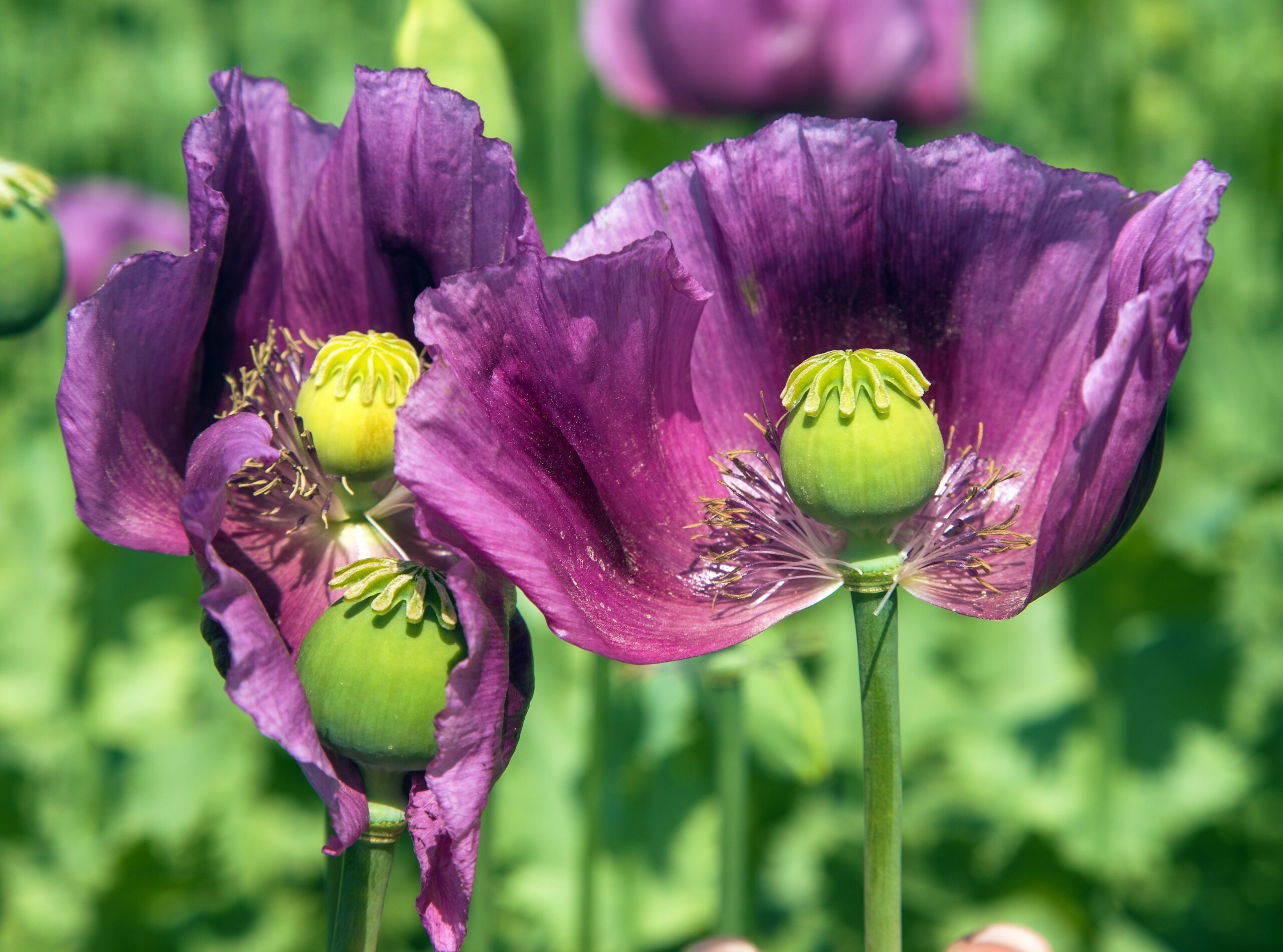 papaver varianten buitenleven magazine