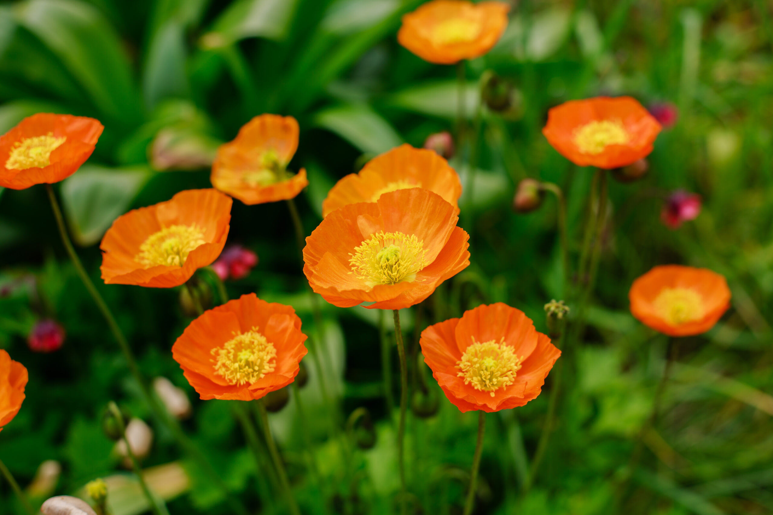 buitenleven plant van de maand papaver