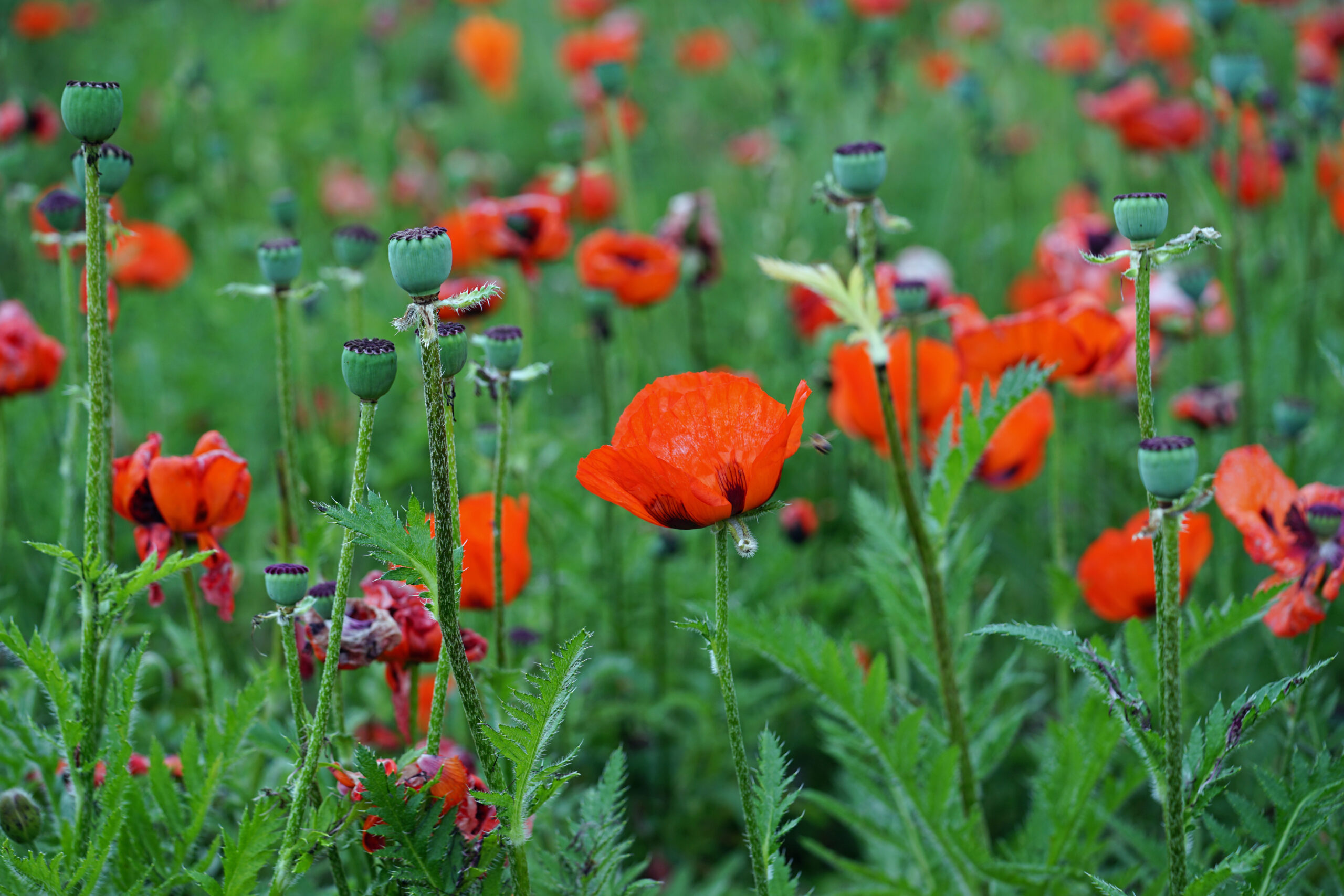 papaver verzorging buitenleven magazine
