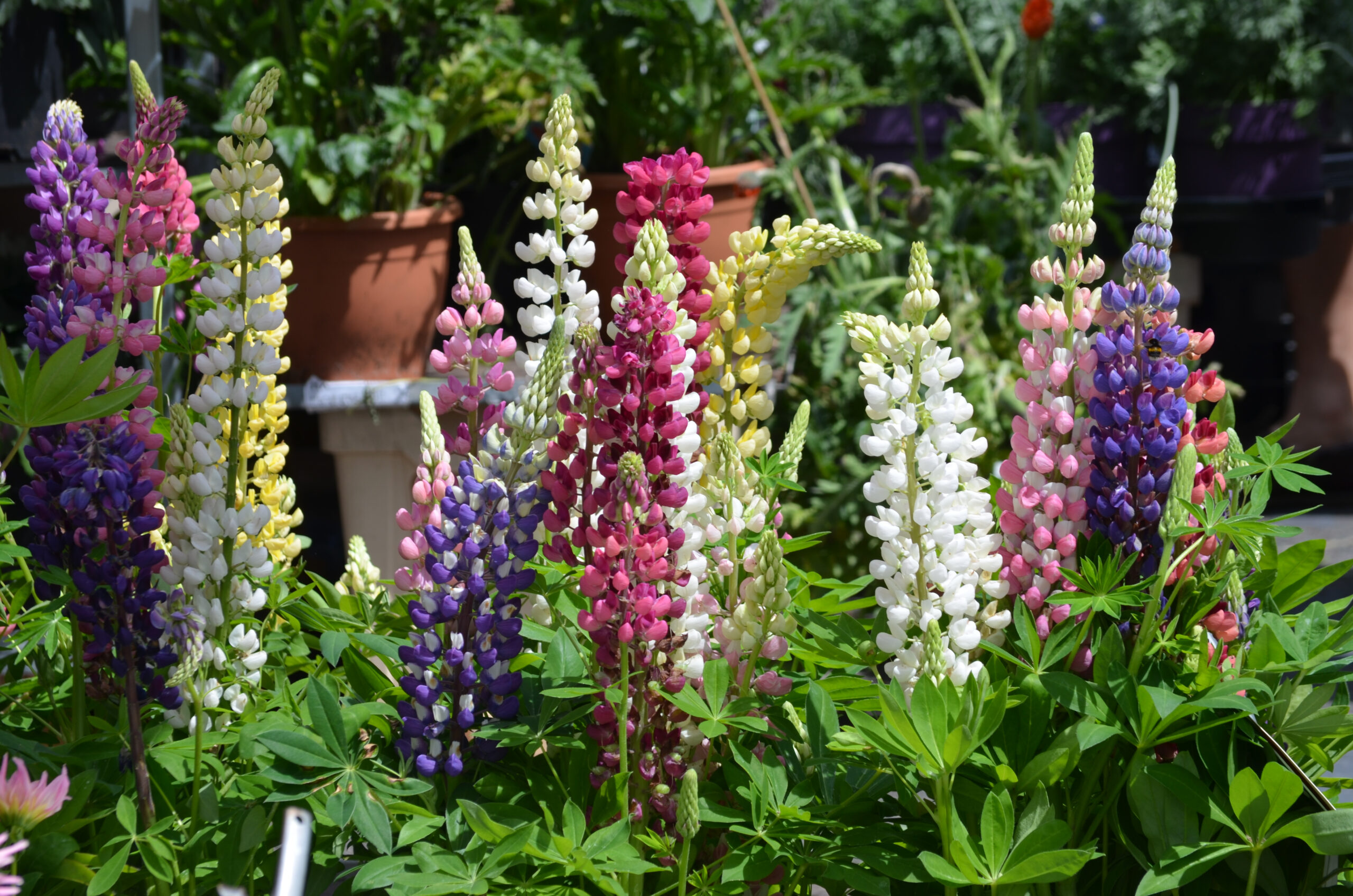 lupine varianten buitenleven magazine