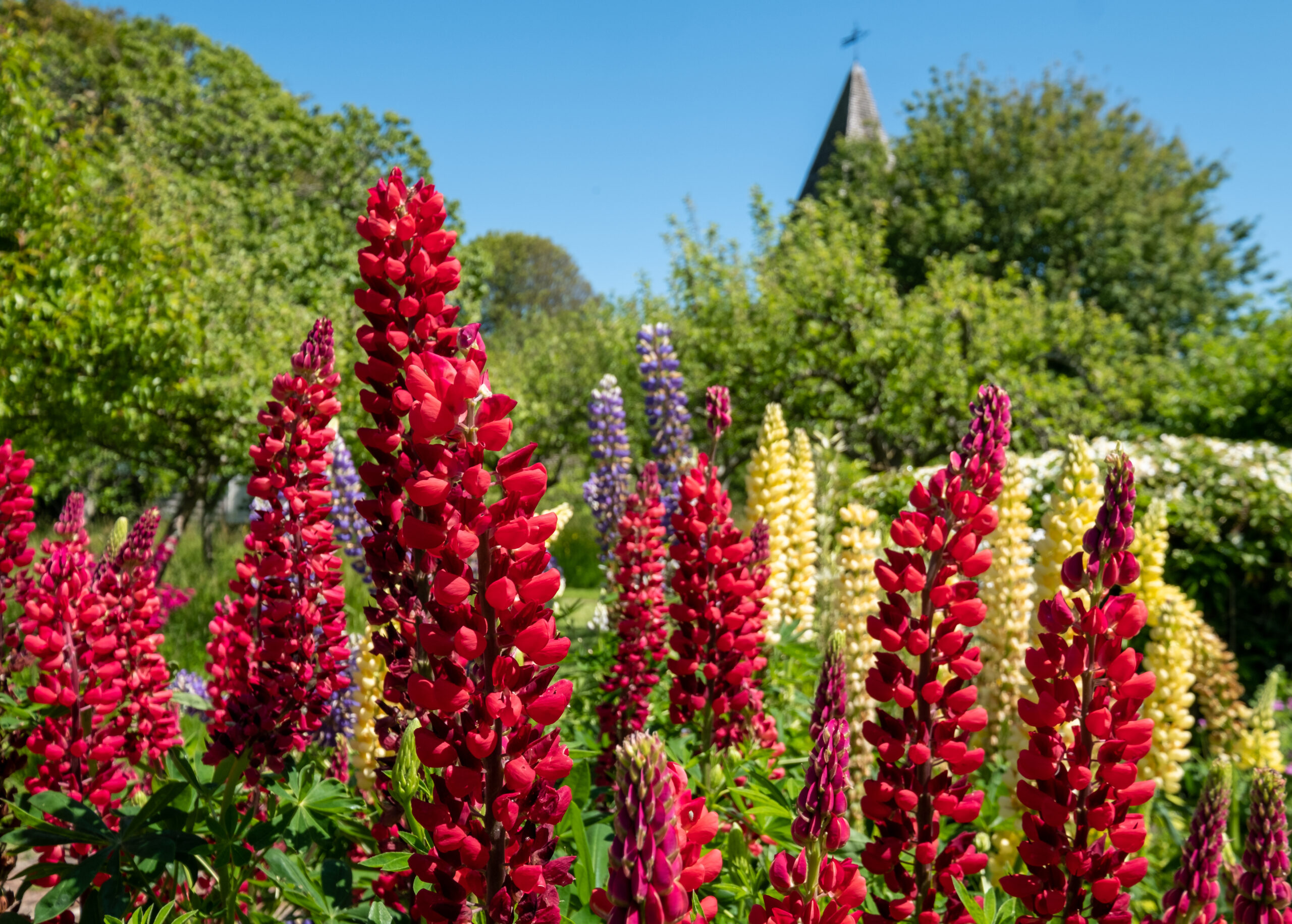 top 5 mooiste soorten lupine buitenleven magazine