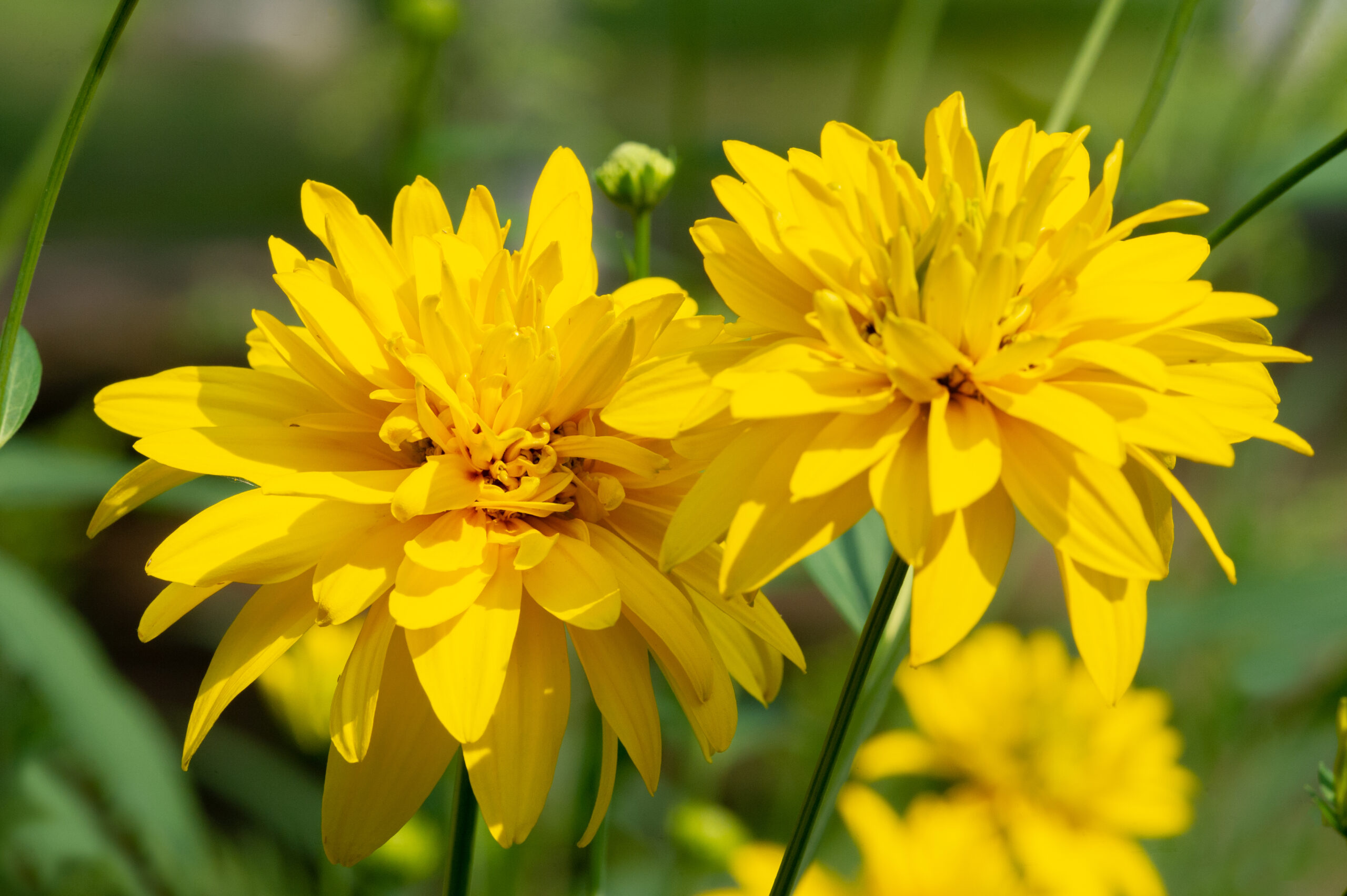 top 5 mooiste soorten rudbeckia buitenleven magazine