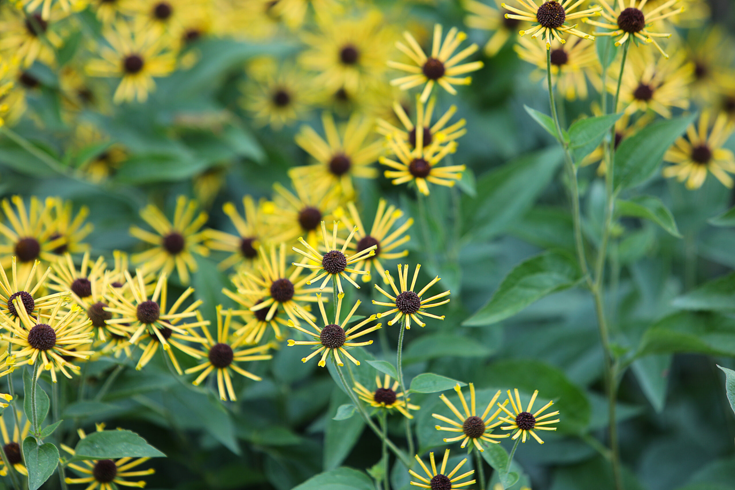 rudbeckia varianten buitenleven magazine