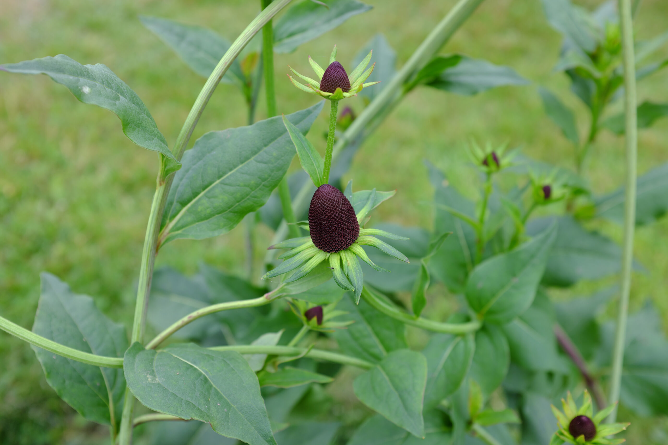 Rudbeckia varianten buitenleven magazine