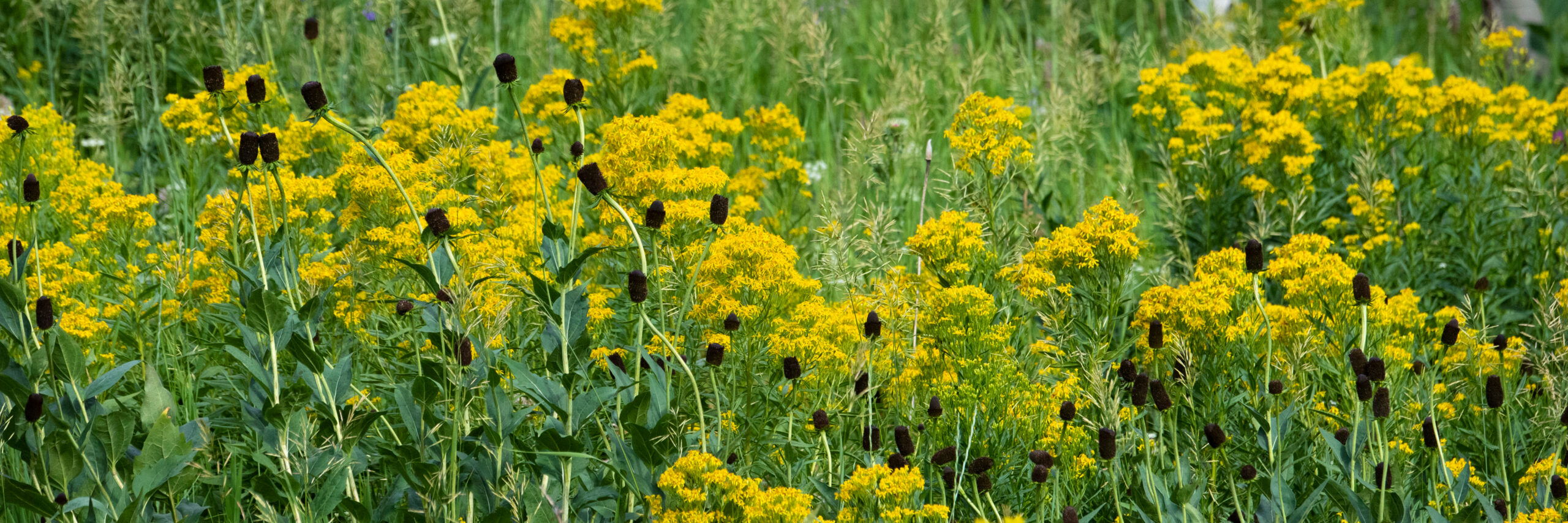 rudbeckia verzorging buitenleven magazine