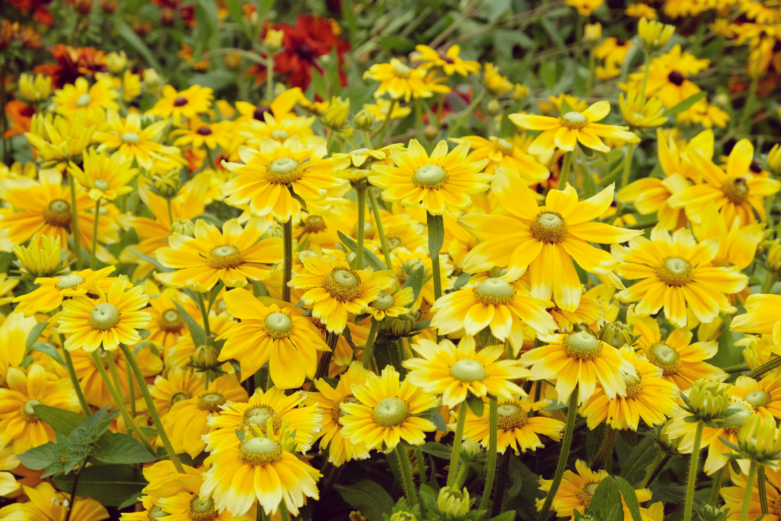 top 5 mooiste soorten rudbeckia buitenleven magazine