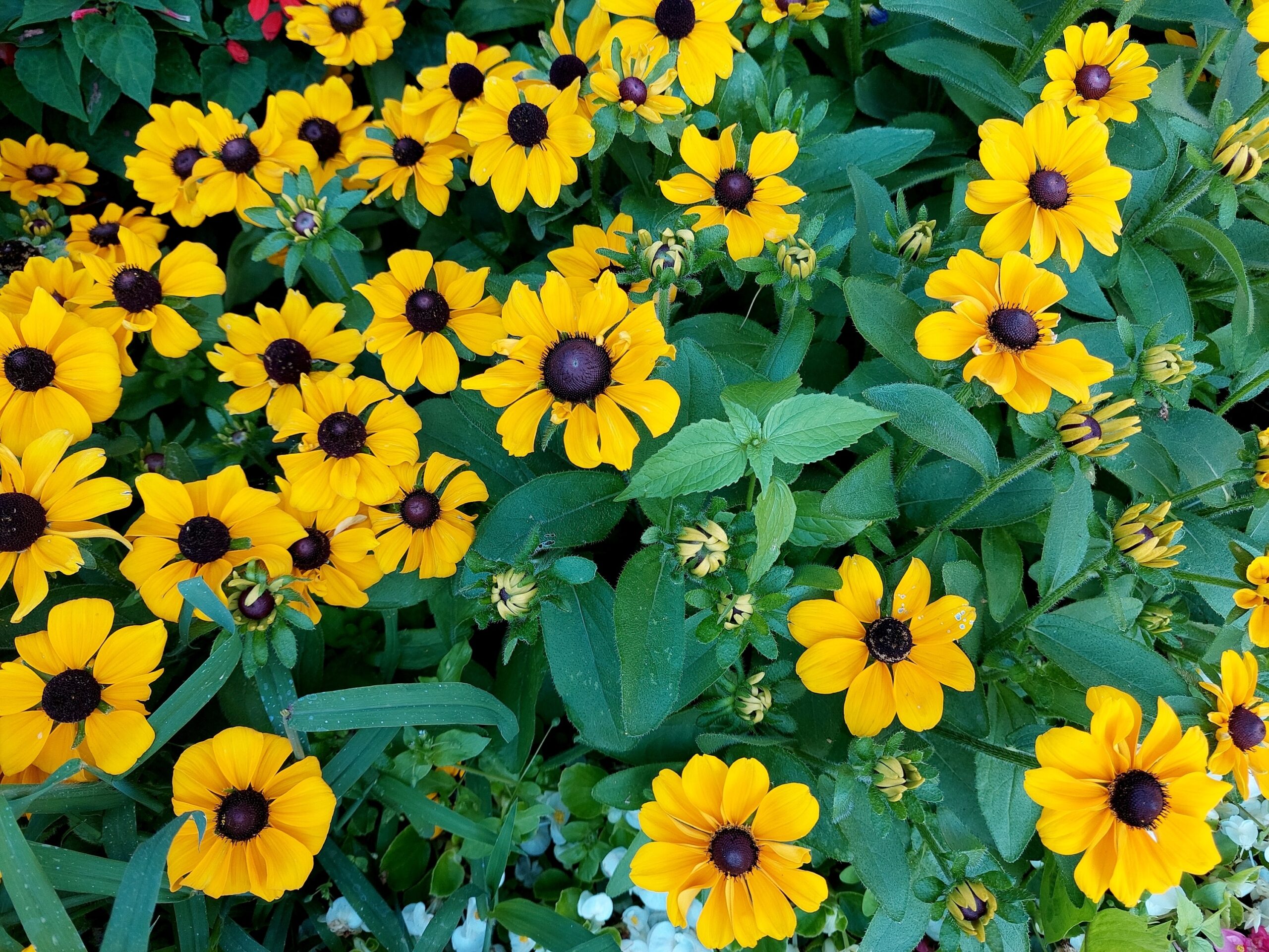 rudbeckia varianten buitenleven magazine