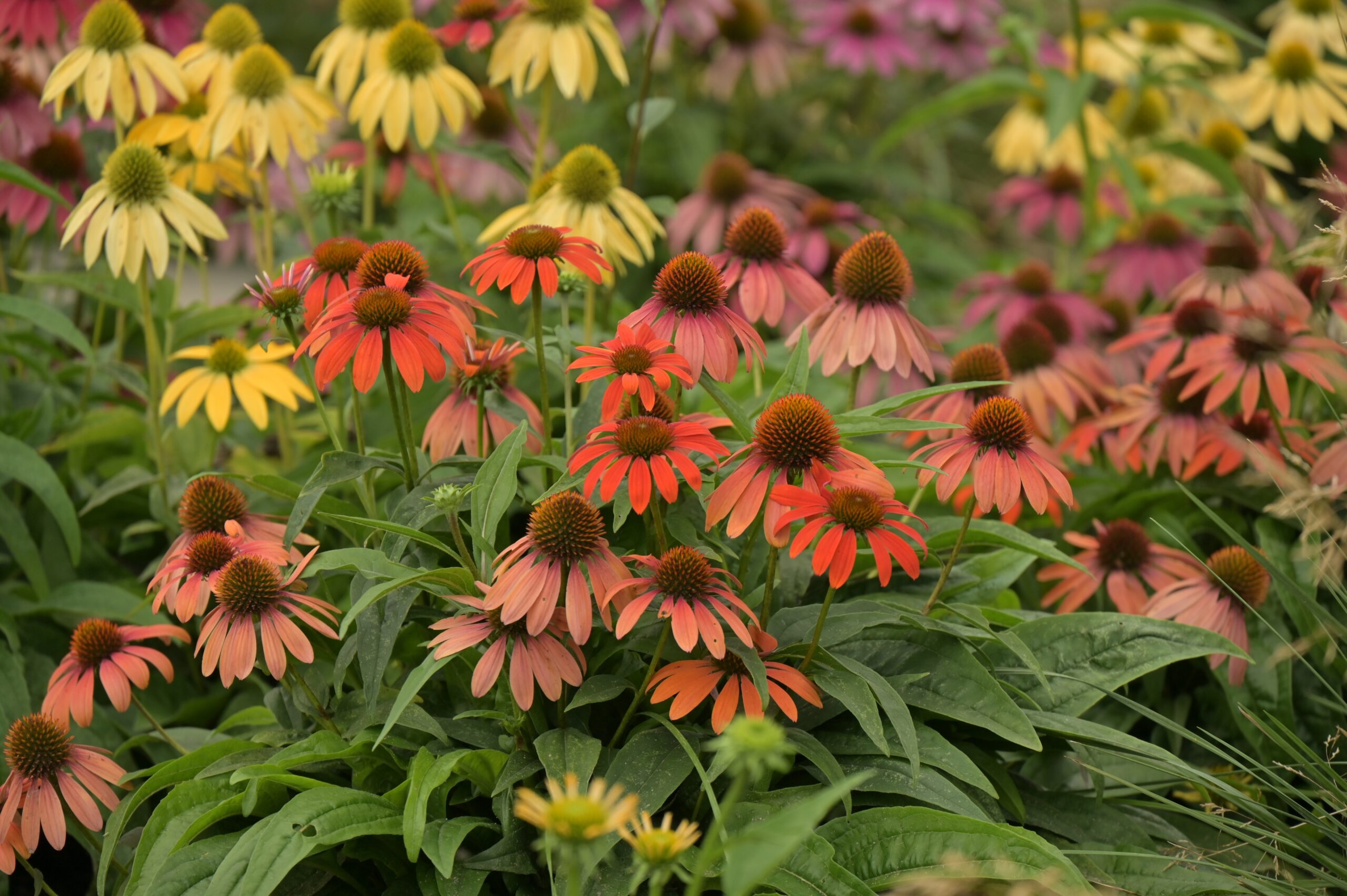 buitenleven plant van de maand rudbeckia